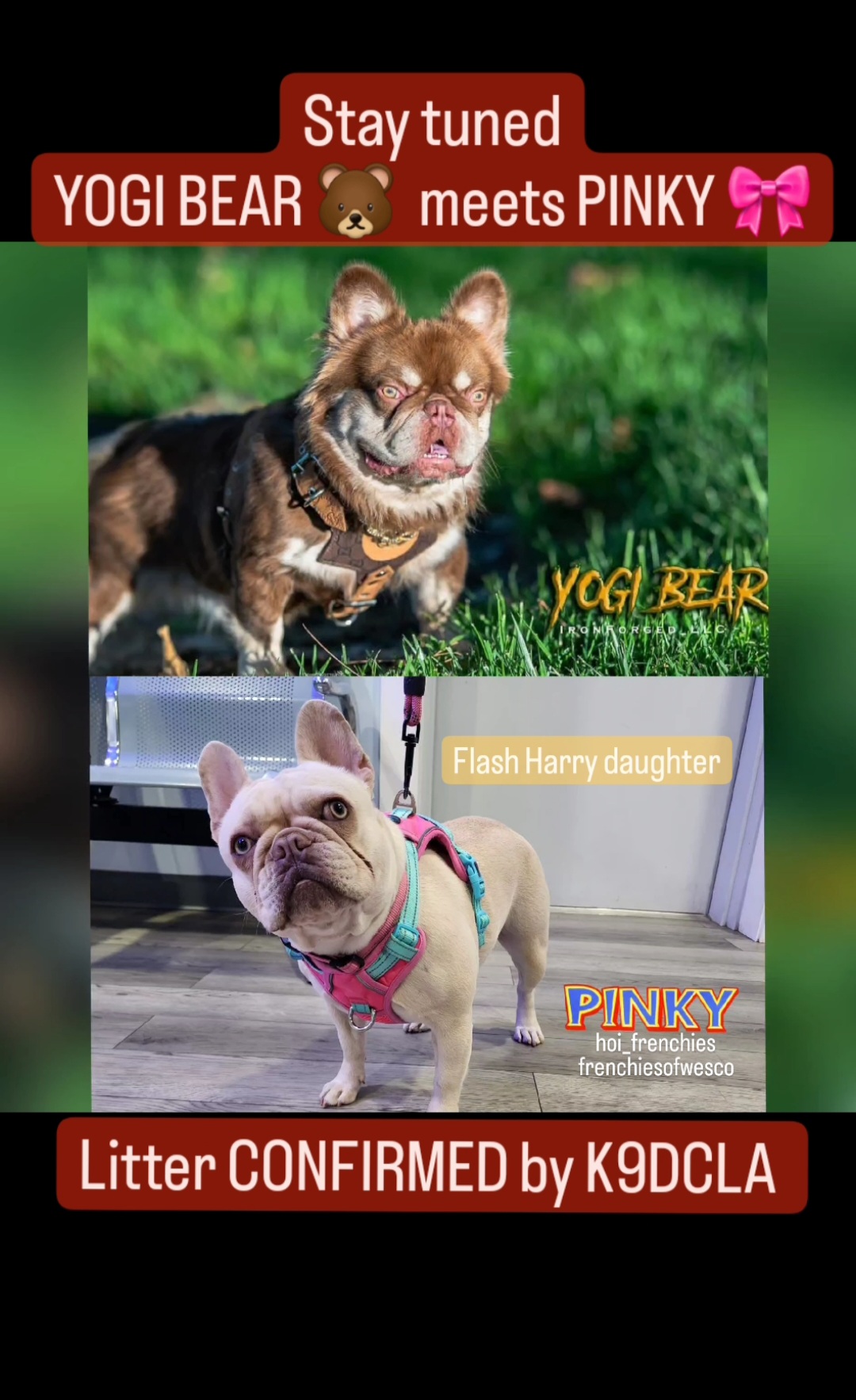 French Bulldog puppies from Frenchies of WesCo, LLC