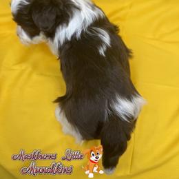 DUCKY - Chocolate female Havanese puppy in Pisgah, Alabama from Mashburns Little Munchkins