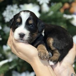 Zoro - male brown collar - Tri-color male Bernedoodle puppy in Yuciapa, California from AlltheDoodlez_