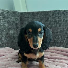 June - Black and tan female Dachshund puppy in Boston, Massachusetts from London’s puppies