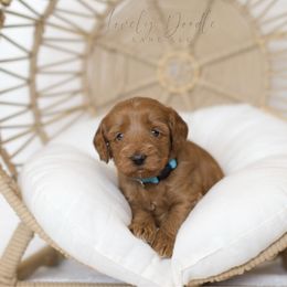 Aqua Collar Boy - Caramel male Australian Labradoodle puppy in Thousand Oaks, California from Lovely Doodle Lane