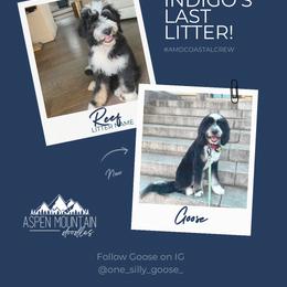 Assorted Doodle Crosses, Aussiedoodle, Australian Mountain Doodle, and Miniature Australian Shepherd Puppies from Aspen Mountain Doodles LLC