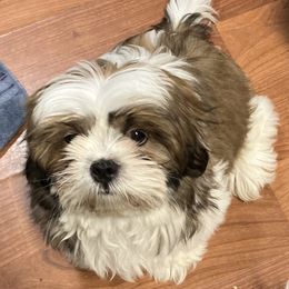 Shih Tzu Puppies from Little Lions West