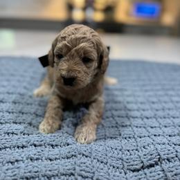 Black Female- MiniGoldendoodle - Cream female Goldendoodle puppy in Piedmont, South Carolina from The Farm at Saluda Ridge