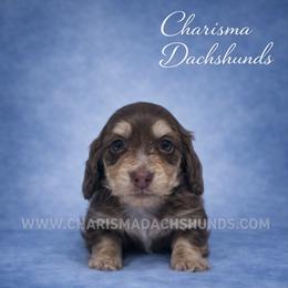 Gavin - Chocolate and cream male Dachshund puppy in Mountainburg, Arkansas from Charisma Dachshunds