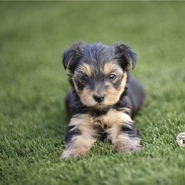 Baby Girl Spring - Black and tan female Yorkshire Terrier puppy in Petersburg, Virginia from Louie yorkie crustables