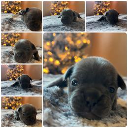 Juniper - Blue female French Bulldog puppy in Anderson, California from Wooftown Kennels