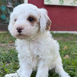 Sleepy - White male Poodle puppy in Akeley, Minnesota from Blessed Acres Miniature Poodles