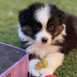 Stewart - Black tri-color male Australian Shepherd puppy in Tucson, Arizona from Imagine Australian Shepherds