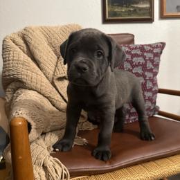 Nyx - Gray female Cane Corso puppy in Utah from 3Lake Kennelz