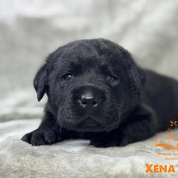 Orange - Black male Labrador Retriever puppy in Beaverdam, Virginia from Riverside Sunset Labrador Retrievers