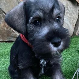 Miniature Schnauzer Puppies from Beyond Blessed Pawz