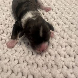 Panda - female Cockapoo puppy in Wellington, Kansas from Brian’s Puppies