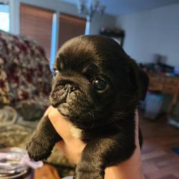 Black girl puppy 1 - Black female Pug puppy in Tacoma, Washington from Precious Princess Pugs