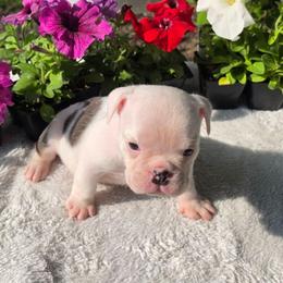 Atta - Lilac tri-color female Bulldog puppy in Cardington, Ohio from A & J Miniature Dachshunds & Bulldogs