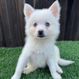 Sugar - White female Pomsky puppy in La Verne, California from Red Cedar Pomskies