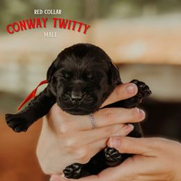 Labrador Retriever Puppies from Parsons Farmstead Retrievers