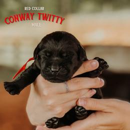 Labrador Retriever Puppies from Parsons Farmstead Retrievers