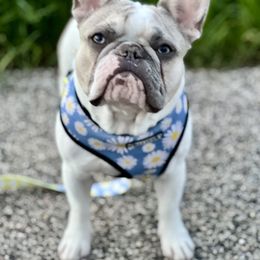Gracie - French Bulldog