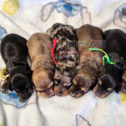 Dachshund puppies from Double Trouble Dachshunds
