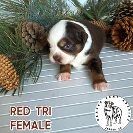 Joanie - Red tri female Miniature Australian Shepherd puppy in Jaroso, Colorado from Heaven Sent Aussies