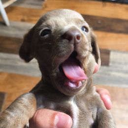 Dachshunds and Pomeranians from Gracie Lail