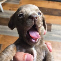 Dachshunds and Pomeranians from Gracie Lail