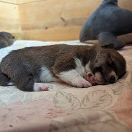Shiba Inu Puppies from Cornerpost Shiba Inus