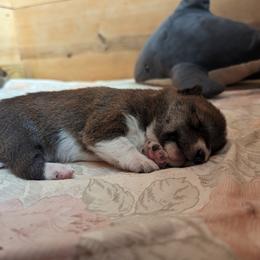 Shiba Inu Puppies from Cornerpost Shiba Inus