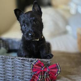 White Collar Female - Black female Scottish Terrier puppy in Eva, Alabama from Schulte's  Scottish Terriers