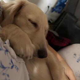 Thessaloni - Dachshund