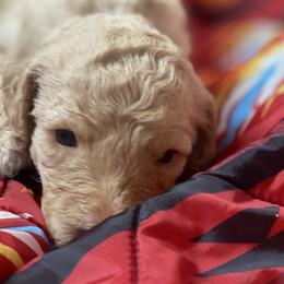 Henry - Cream male Labradoodle puppy in Toledo, Washington from Bigfoot Doodles