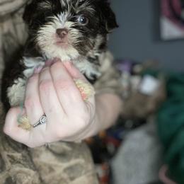Sweet boy - Parti male Yorkshire Terrier puppy in Yukon, Oklahoma from Tiffs Yorkie babies