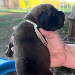 Finn - Apricot male Mastiff puppy in Carthage, Missouri from Mama’s Mastiffs