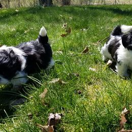 Shih Tzu Puppies from Country Blessed Shih Tzus
