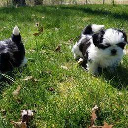 Shih Tzu Puppies from Country Blessed Shih Tzus