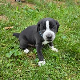 Ringo - Brindle male Mountain Cur puppy in Moundsville, West Virginia from Mountaineer Mountain Curs