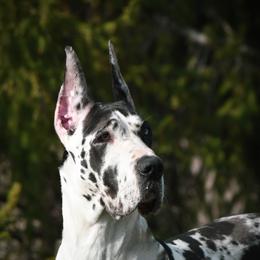 Opal - Harlequin female Great Dane puppy in Caldwell, Ohio from Folklore Kennel