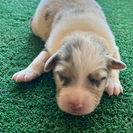 Free Bird - Blue merle male Australian Shepherd puppy in Alamogordo, New Mexico from Two Nichols Aussies