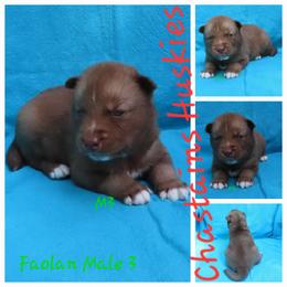 Faolan Male 3 - Red and white male Siberian Husky puppy in Hiawassee, Georgia from Chastains Huskies