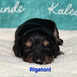 Rigatoni - Black and tan male Dachshund puppy in Mount Sherman, Kentucky from Kaleidoscope Dachshunds and Whippets
