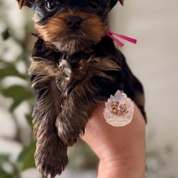 Azalea 4813 - Black and tan female Yorkshire Terrier puppy in Pittsburg, California from Crystal Garden Yorkies