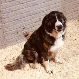 Roux - Border Collie