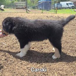 Boy 3 - male Tornjak puppy in Oxford, Michigan from Blue Shamrock Tornjak
