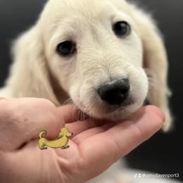 Dachshund Puppies from Davinner's Doxies