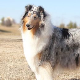 Collies from KEOWEE Collies