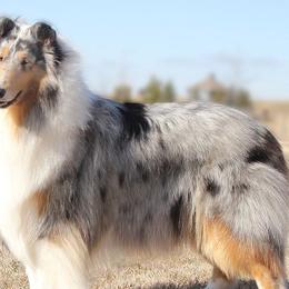 Collies from KEOWEE Collies