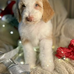 ZERO - red abstract boy - Red male Bernedoodle puppy in Lookout, California from Remington Kennels, LLC