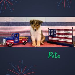 Pete - Sable and white male Collie puppy in St Augustine, Florida from Saltwater Collies LLC