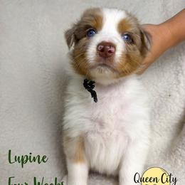 Lupine - Red merle male Australian Shepherd puppy in Falmouth, Kentucky from Queen City Farm